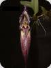 Bulbophyllum fascinator